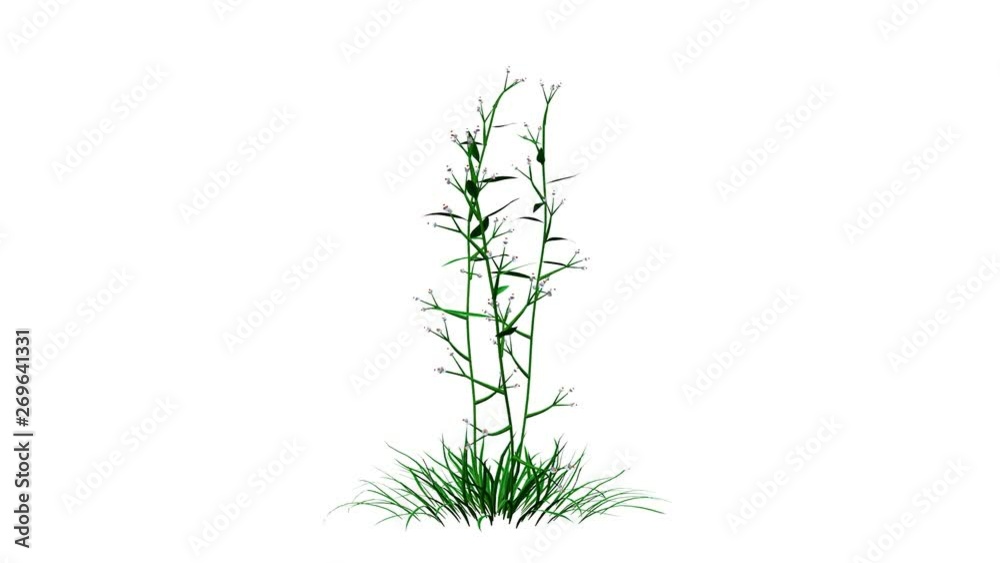 3d rendering of a growing realistic plant isolated on white 3d rendering of a growing realistic plant isolated on white