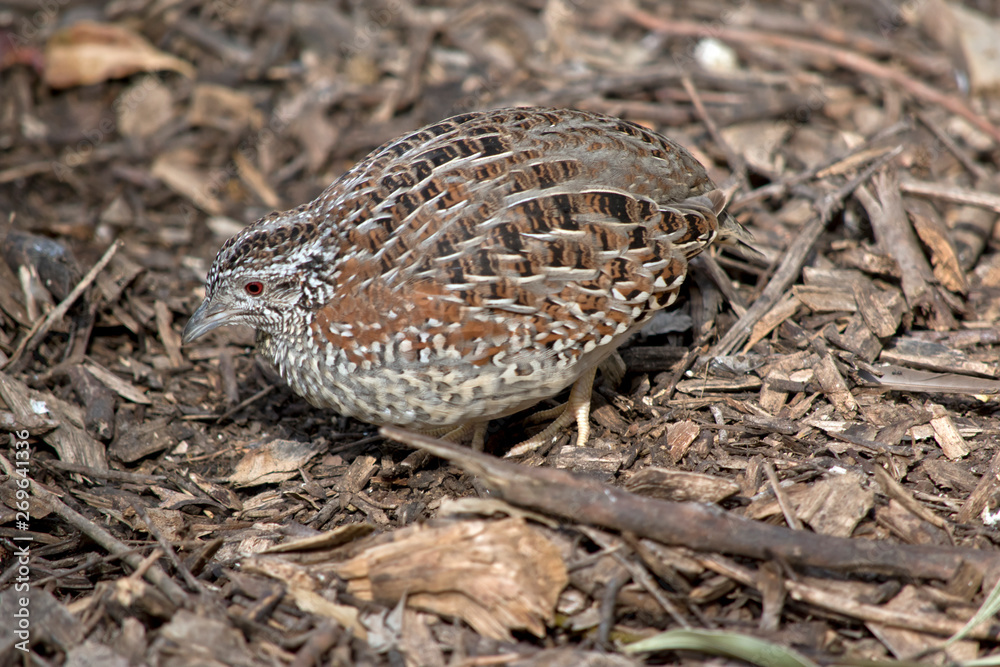 a small quail looking for food a small quail looking for food