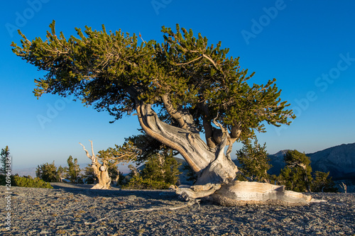 Bristlecone at Dawn