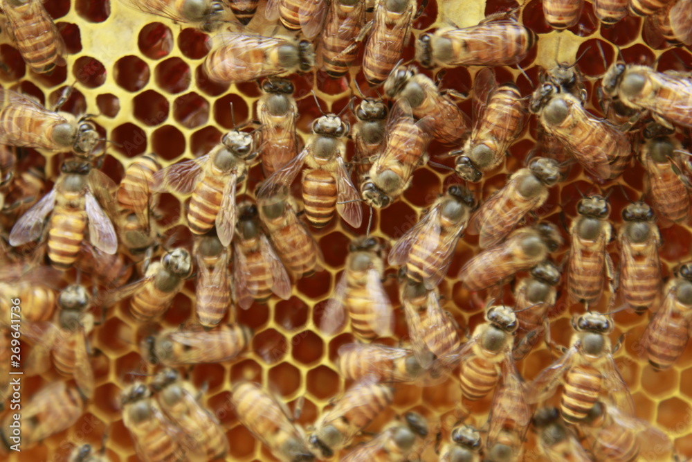 Bee honeycombs filled with honey and bees. Apiculture
