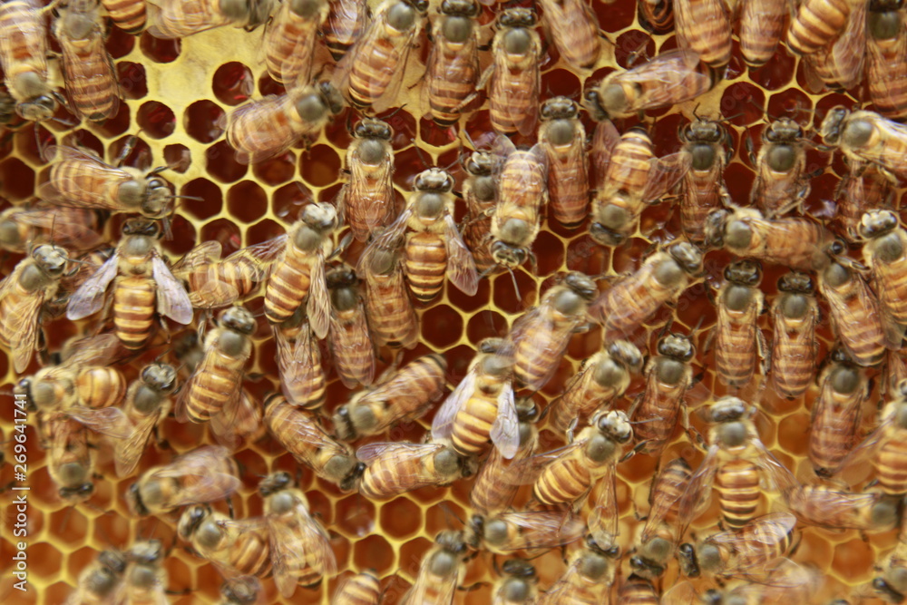 Close up view of many working honey bees on honeycomb. Close up view of many working honey bees on honeycomb.