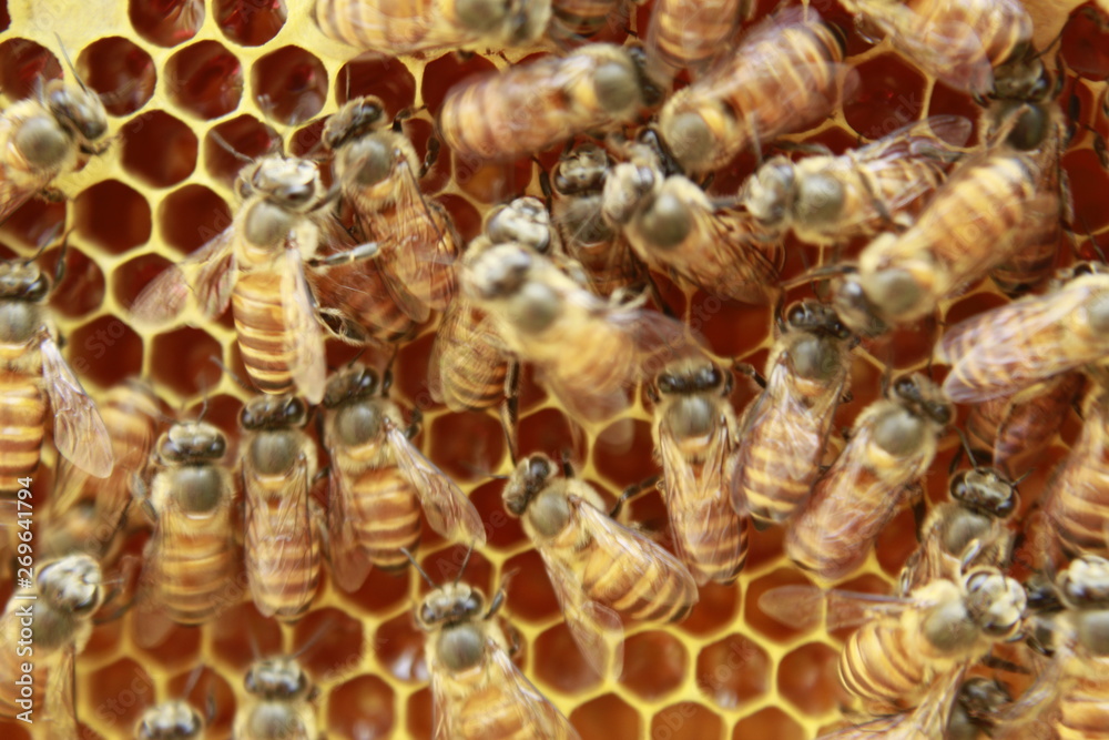 Bee colonies. Worker honey bees on the hexagonal honeycomb Bee colonies. Worker honey bees on the hexagonal honeycomb