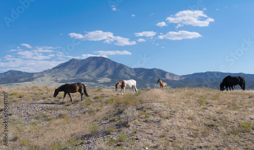 Painted Horses on the Range © William