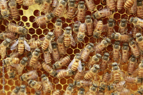 Close up view of many working honey bees on honeycomb.