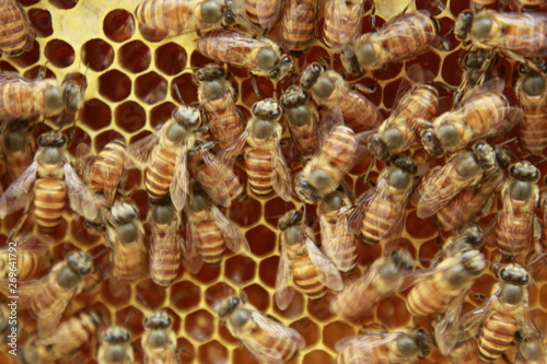 Close up view of many working honey bees on cells or honeycomb.