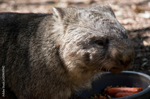 this is a close up of a wombat