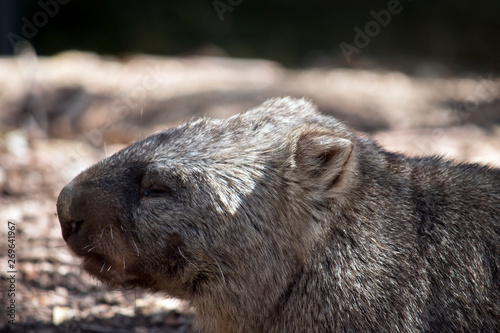 this is a close up of a wombat