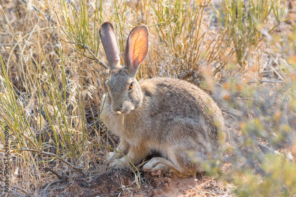 Fototapeta premium Breakfast for Bunny