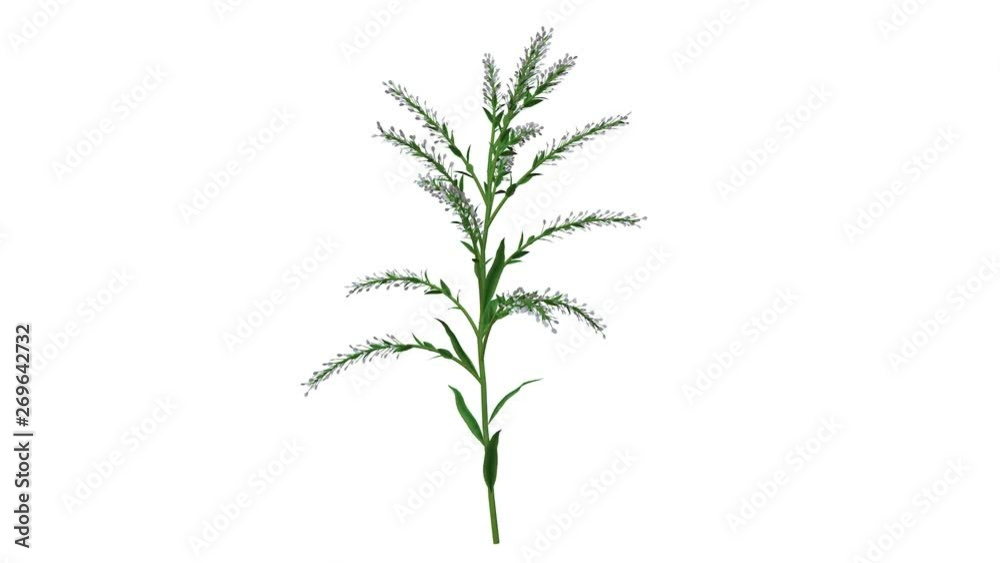 3d rendering of a growing realistic plant isolated on white background 3d rendering of a growing realistic plant isolated on white background