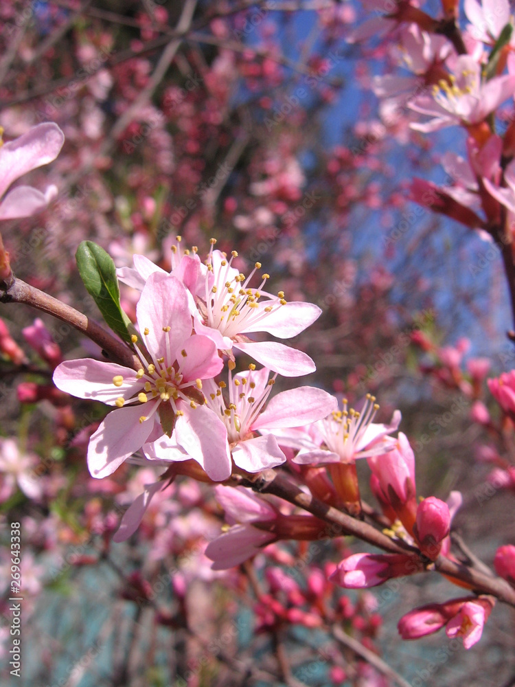 Blooming pink almond blossomed on the branches of flowers in the spring
