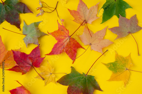 Colorful autumn maple leaves on a yellow background