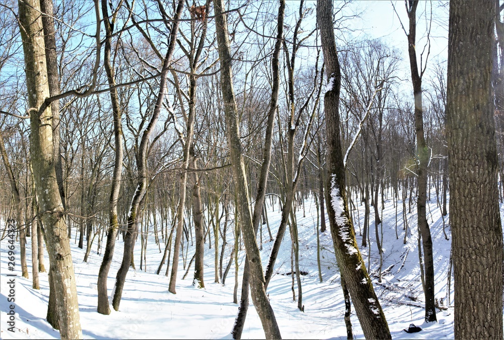 Fototapeta premium landscape with deciduous forest in winter