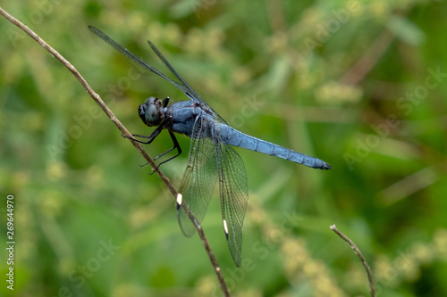 A spangled skimmer perches on a twig. Blue dragonfly on blurred green background at Yates Mill County Park in Raleigh North Carolina. photo