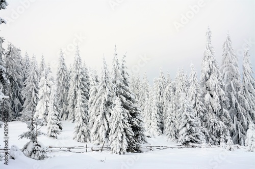 pine trees covered with snow © sebi_2569