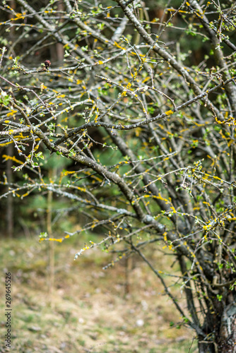 Bare tree in early spring.