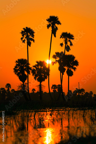 With palm trees  warm colors  suitable for background decorationlds  Has a palm tree  suitable for the background