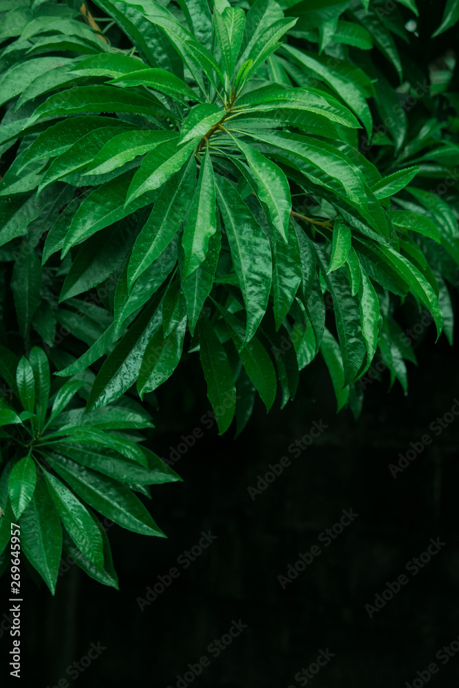 water drop on green leaf nature black background, dark tone water drop on green leaf nature black background, dark tone