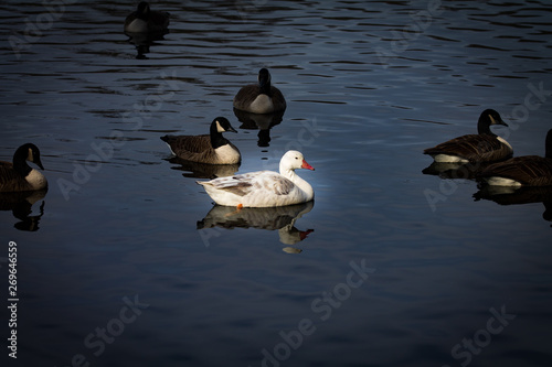 ducks on the lake © Alvaro