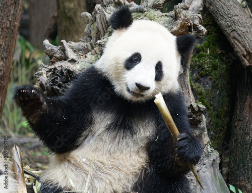 Giant panda sitting outdoor...