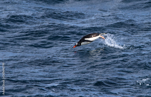 Gentoo penguin jumping in water