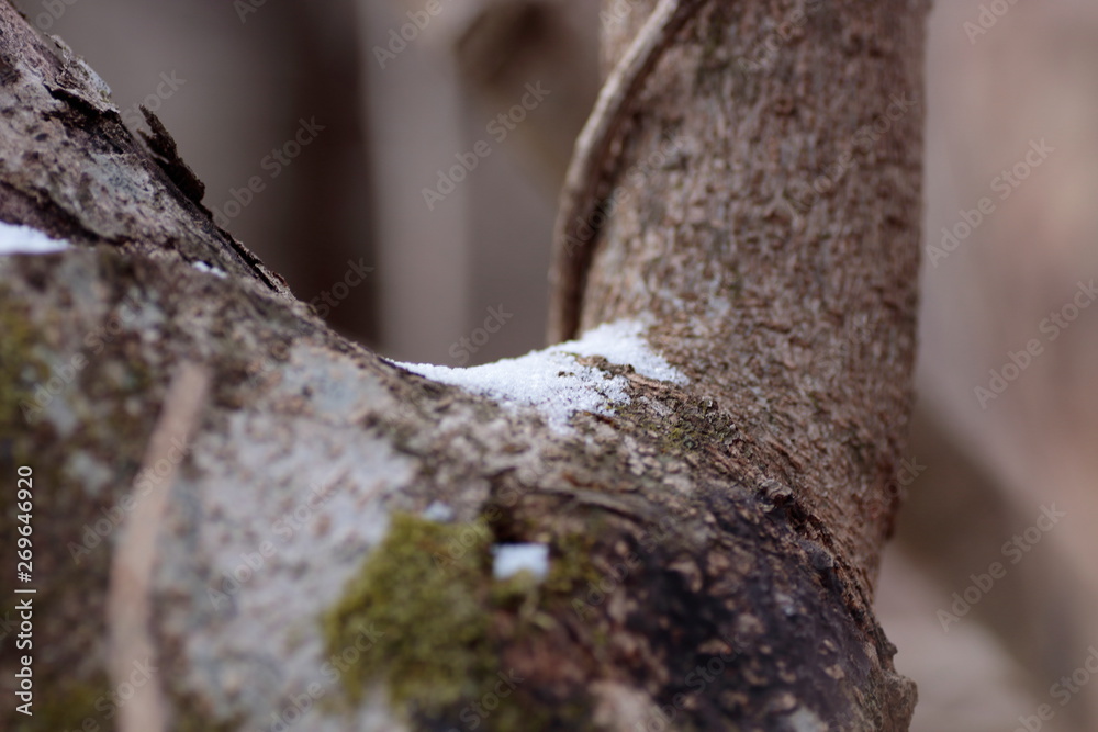 Fototapeta premium We had frost this morning. 