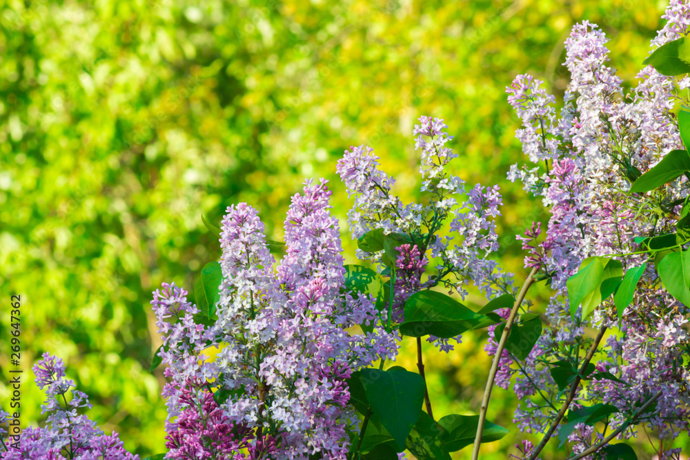 Obraz premium Beautiful Lilac in the sun