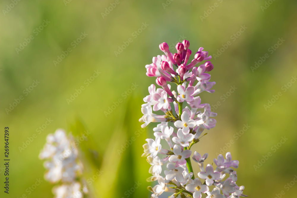 Obraz premium Beautiful Lilac in the sun