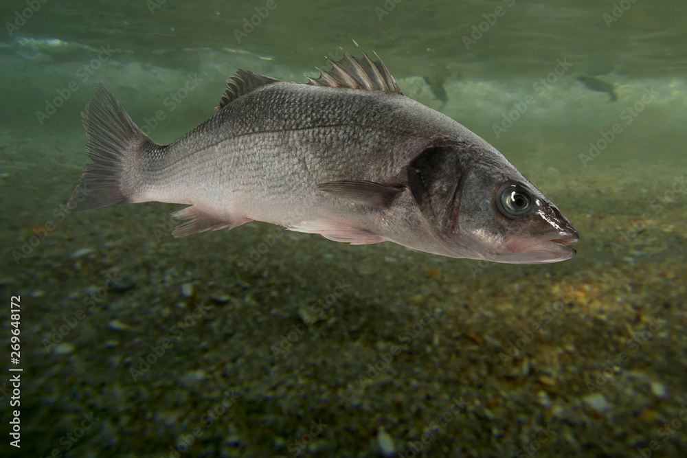 Live sea bass fish close to the seabed Live sea bass fish close to the seabed