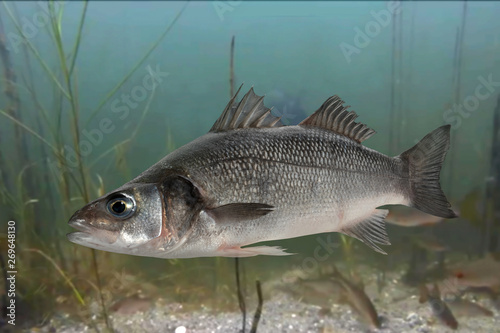 Live sea bass fish close to the seabed