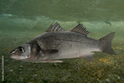 Fototapeta Naklejka Na Ścianę i Meble -  Live sea bass fish close to the seabed
