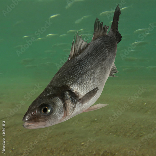 Live sea bass fish close to the seabed