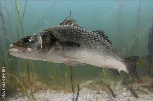 Live sea bass fish close to the seabed