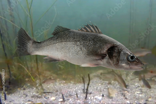 Live sea bass fish close to the seabed