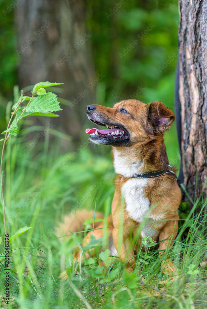 Portrait of a dog in the forest in high grass close-up next to a coniferous tree.