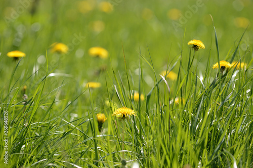 Wild flowers in a meadow on a bright sunny day. Natural background