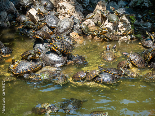 A huge number of turtles in the pond and on the rocks in Athens, Greece