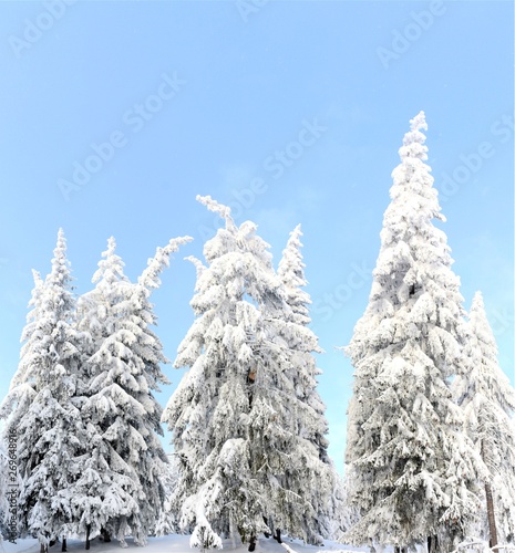 landscape with pine trees covered with snow