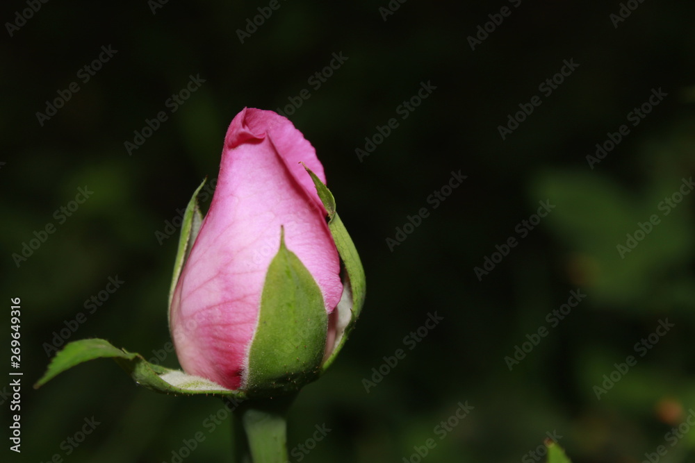 Pink rose flower close-up against black background. Dramatic look of rose for a gorgeous background. pink rose in the dark Pink rose flower close-up against black background. Dramatic look of rose for a gorgeous background. pink rose in the dark