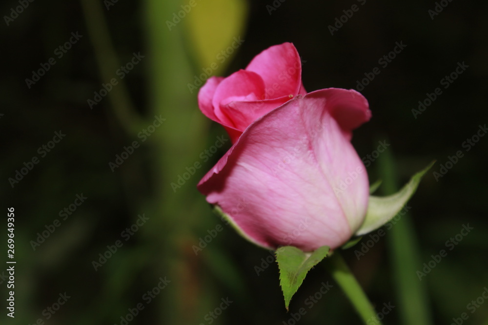 Pink rose flower close-up against black background. Dramatic look of rose for a gorgeous background. pink rose in the dark 