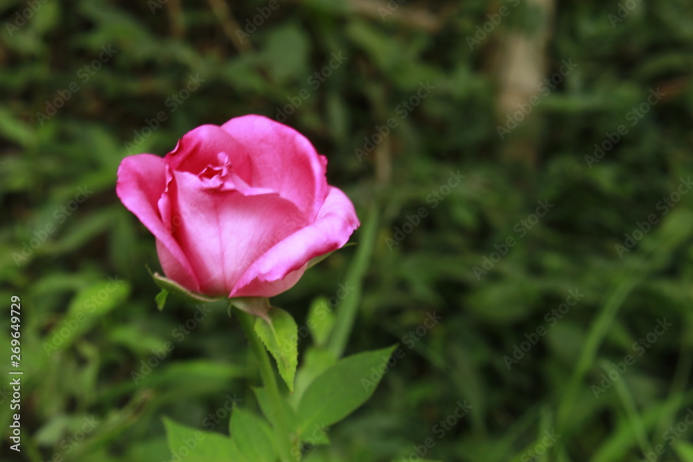 Pink rose flower in garden.Defocused blurr background with copy space for text or word. Pink rose flower in garden.Defocused blurr background with copy space for text or word.