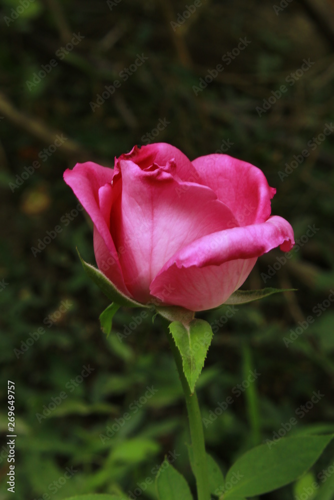 Beautiful fresh pink rose close up. Beautiful fresh pink rose close up.