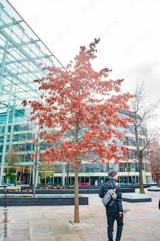 Red leaves of tree in london with buildings behind