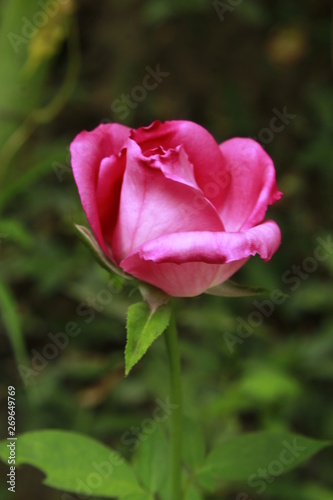 Beautiful fresh pink rose close up.