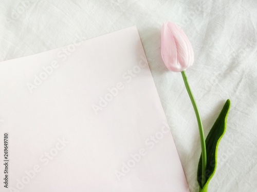 Wallpaper Mural Topview of pink tulip are placed on blue and pink background, look like a simple and minimal style. Torontodigital.ca