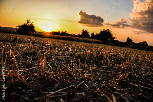 Restolho. Fim da colheita anual.