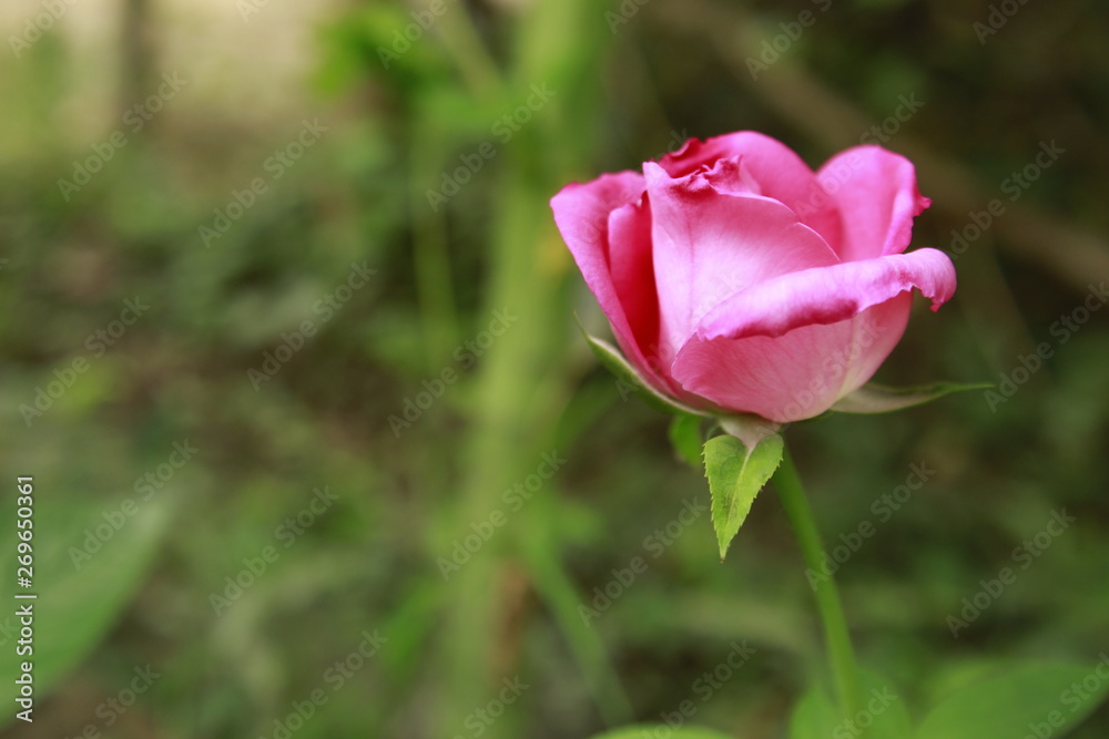 Beautiful fresh pink rose close up. Beautiful fresh pink rose close up.