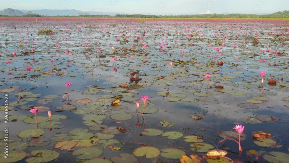 Top view over lotus lake in Pattalung, Thailand Top view over lotus lake in Pattalung, Thailand