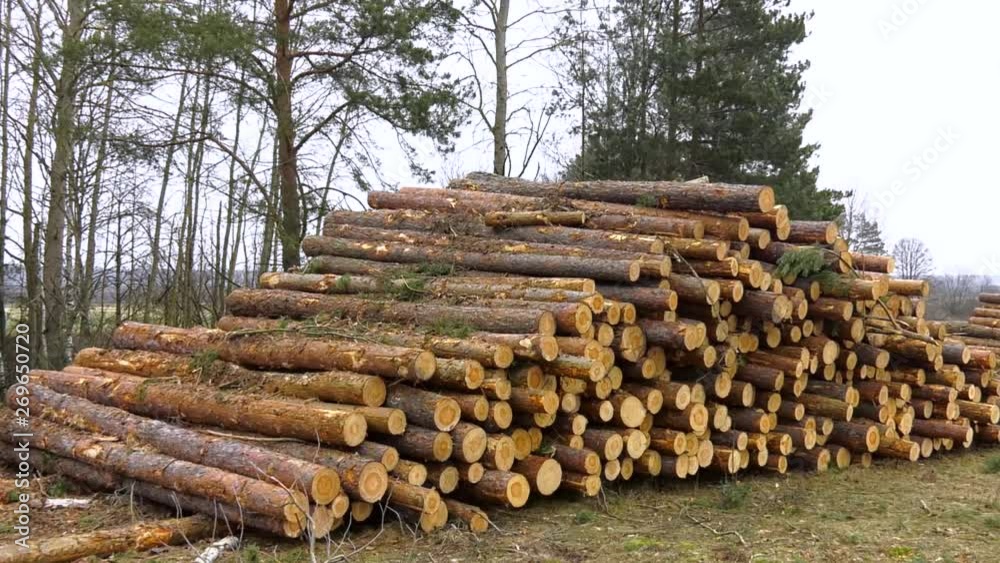 Firewood left in the forest after cleaning the forest. Woodpile of freshly harvested pine logs on a forest road under sunny skies. Trunks of trees cut and stacked in the foreground. Firewood left in the forest after cleaning the forest. Woodpile of freshly harvested pine logs on a forest road under sunny skies. Trunks of trees cut and stacked in the foreground.