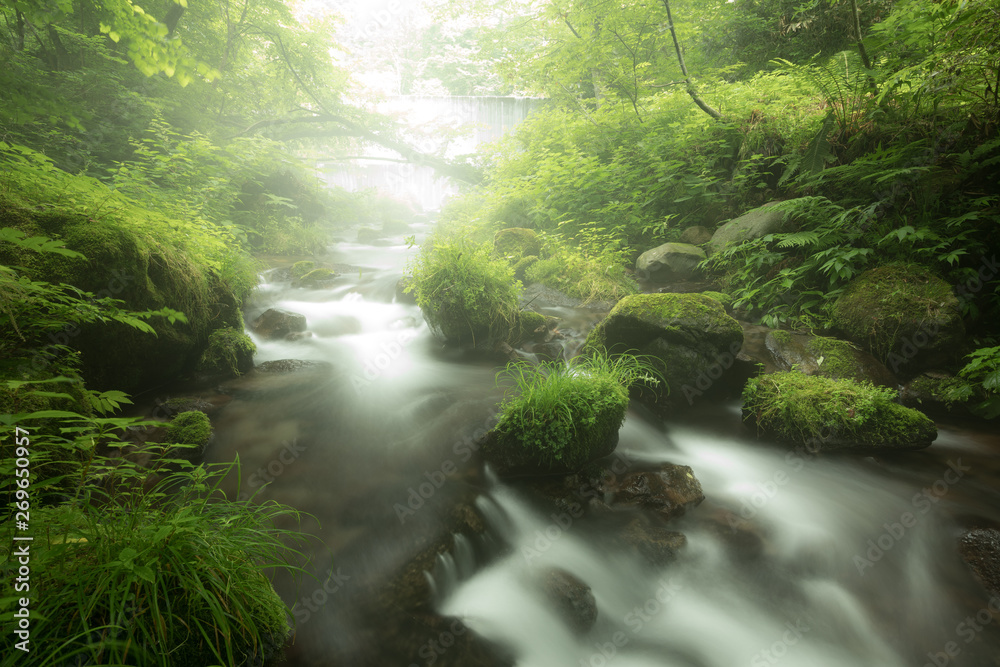 Beautiful misty mountain stream at Kitanisawa in summer, Daisen, Tottori, Japan.