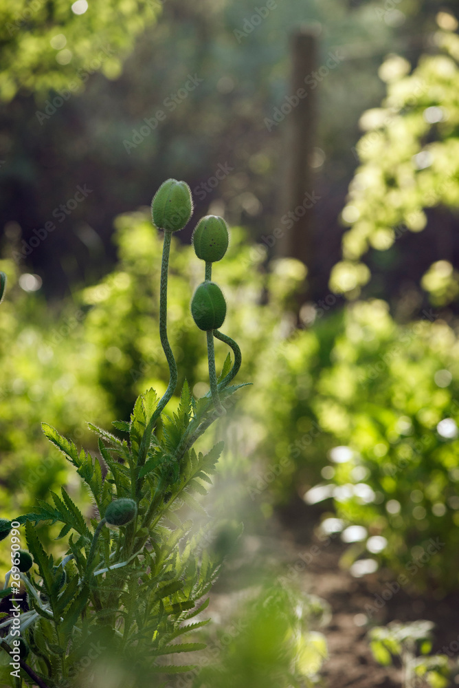 Creating a mood.Fragile, delicate creature.A bright red poppy, attracts bees.Poppy buds blossom.Poppy Idyll.In the sunlight, a beautiful creation. Creating a mood.Fragile, delicate creature.A bright red poppy, attracts bees.Poppy buds blossom.Poppy Idyll.In the sunlight, a beautiful creation.